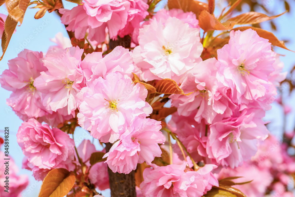 春日美丽的开花树，特写