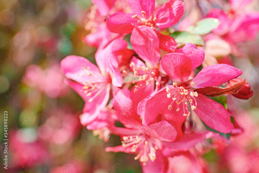 春日美丽的开花树，特写