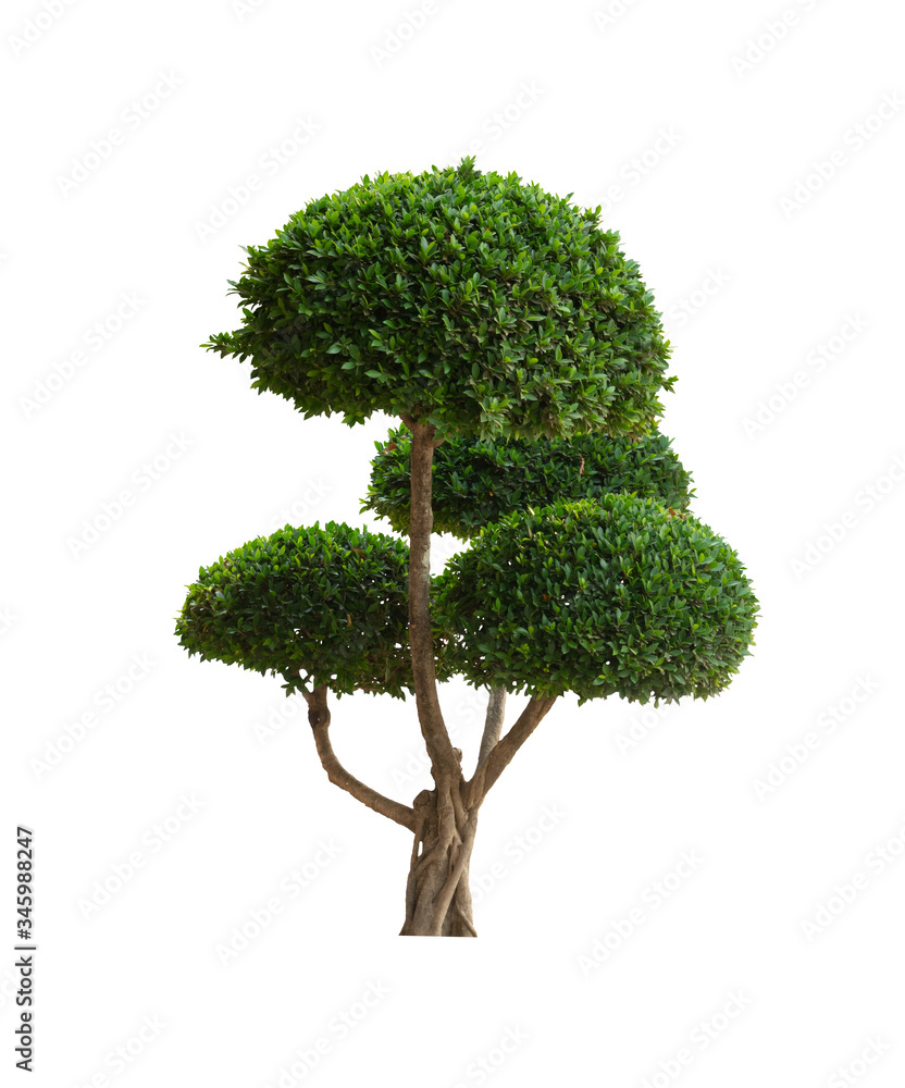 bonsai tree isolated on white background is an ornamental plant in the garden