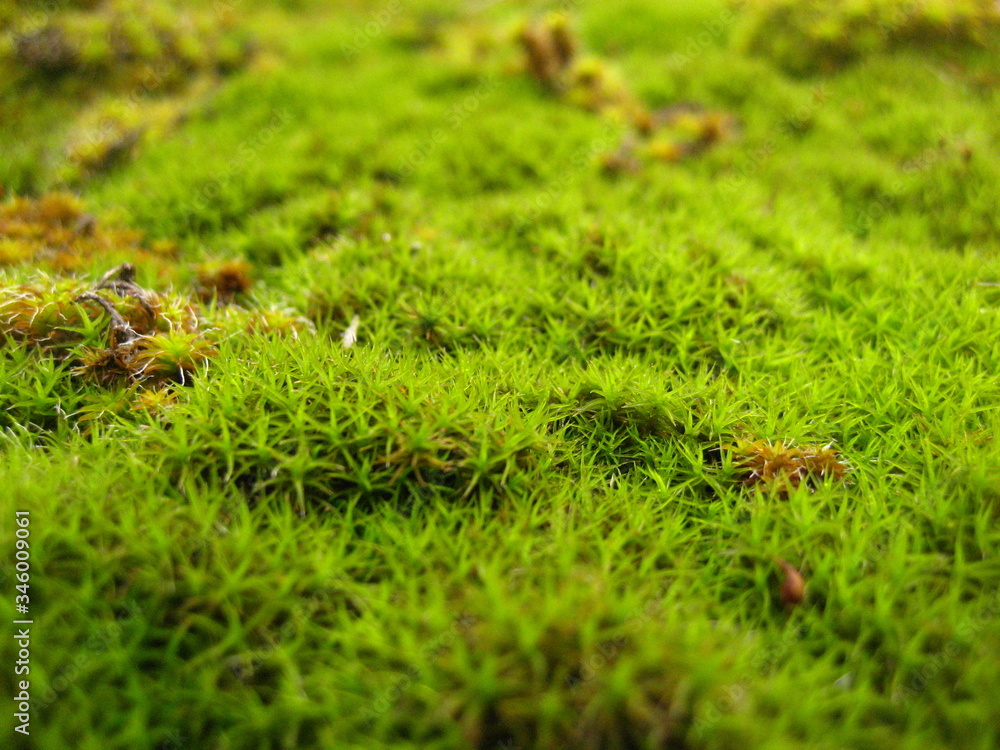 green moss on the ground