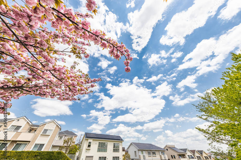 住宅街に咲く満開の桜