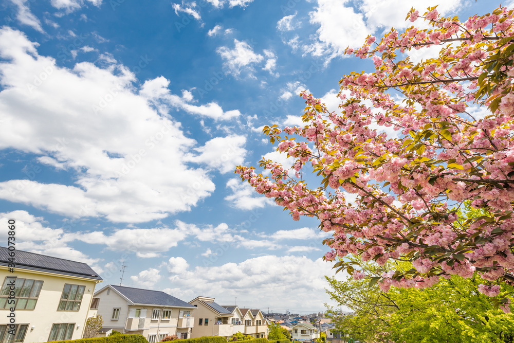 住宅街に咲く満開の桜