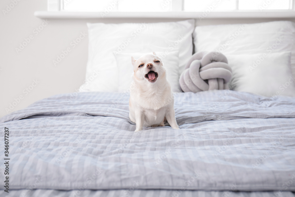 Cute small dog on bed at home