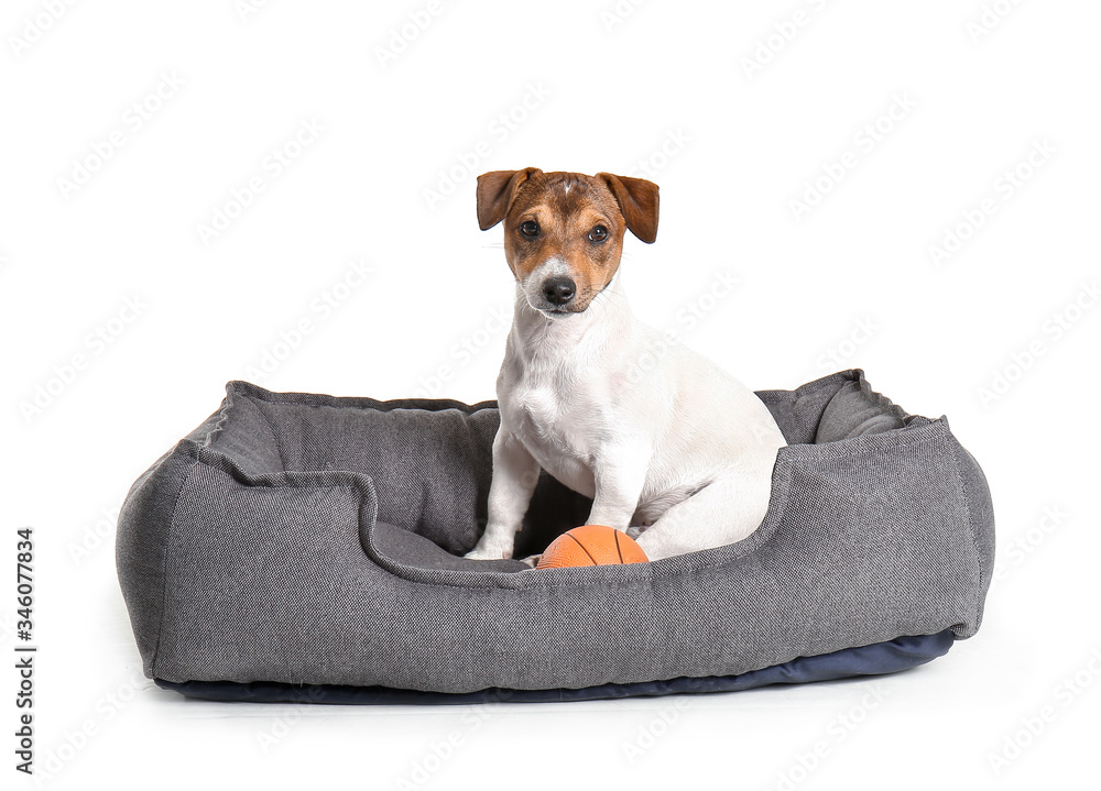 Cute dog in pet bed on white background