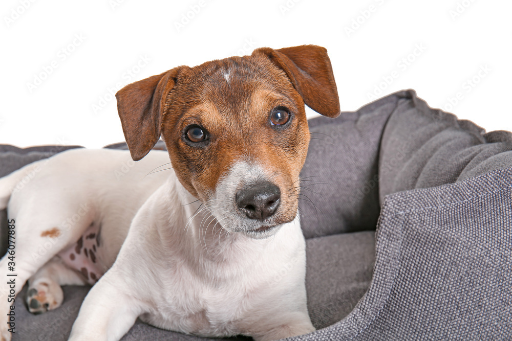 Cute dog in pet bed on white background