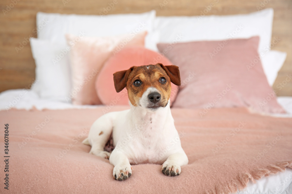 Cute dog on bed in room