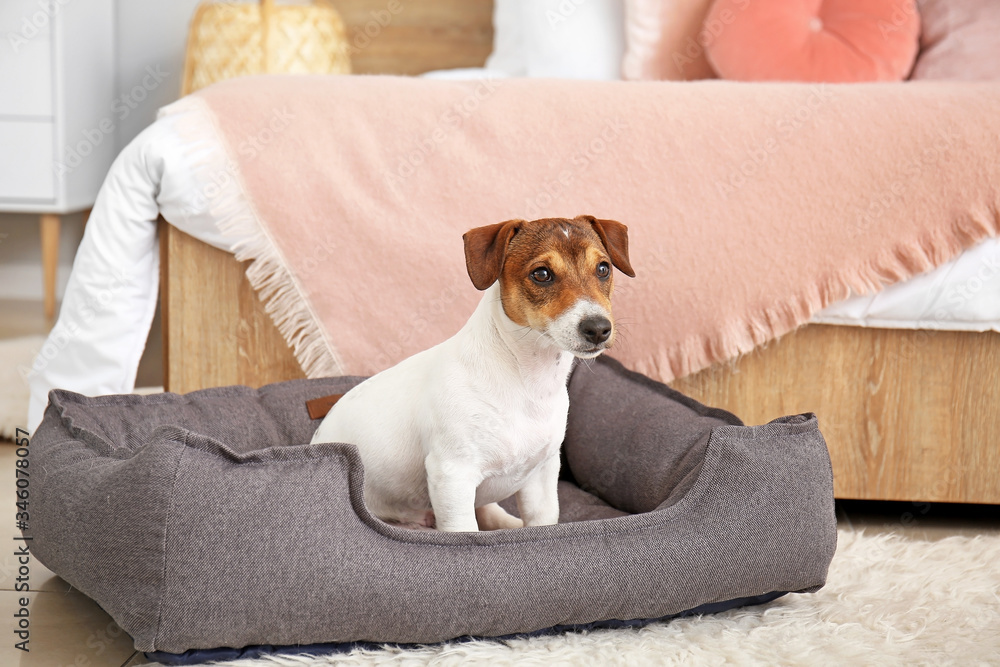 Cute dog in pet bed at home