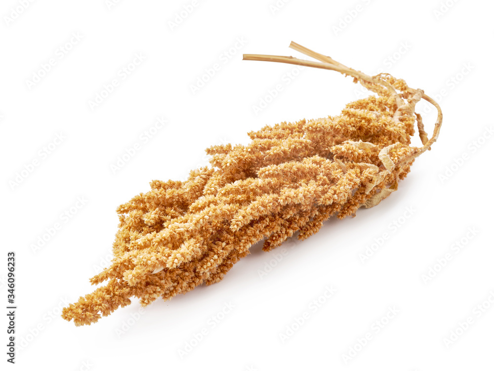 Spikelet of amaranth isolated on white background.