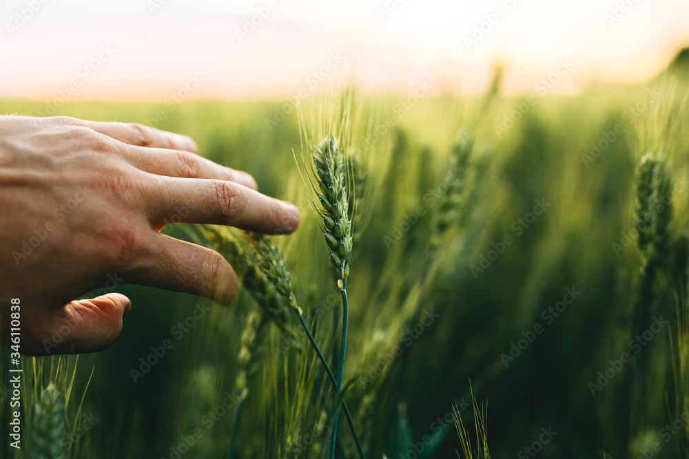 Farmer hand  that touches the green wheat spikes at sunset