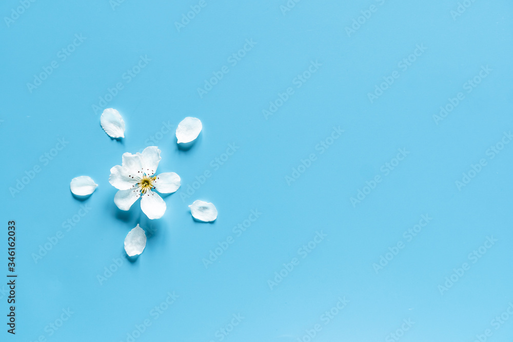 white flower with petals on a blue background