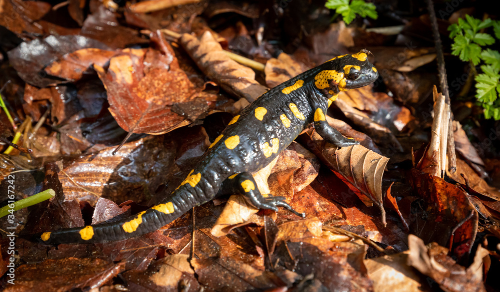 Europaean fire salamander (Salamandra salamandra) in natural environment