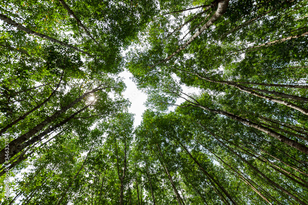 Forest growth trees nature green mangrove forest backgrounds Ant eye view.