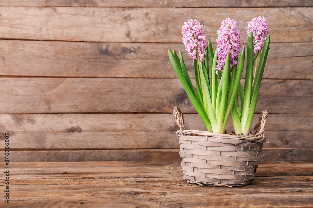 Basket with beautiful hyacinth flowers on wooden background