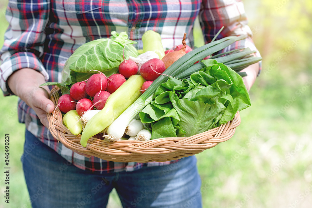 In hands of woman farmer lot of fresh organic vegetables