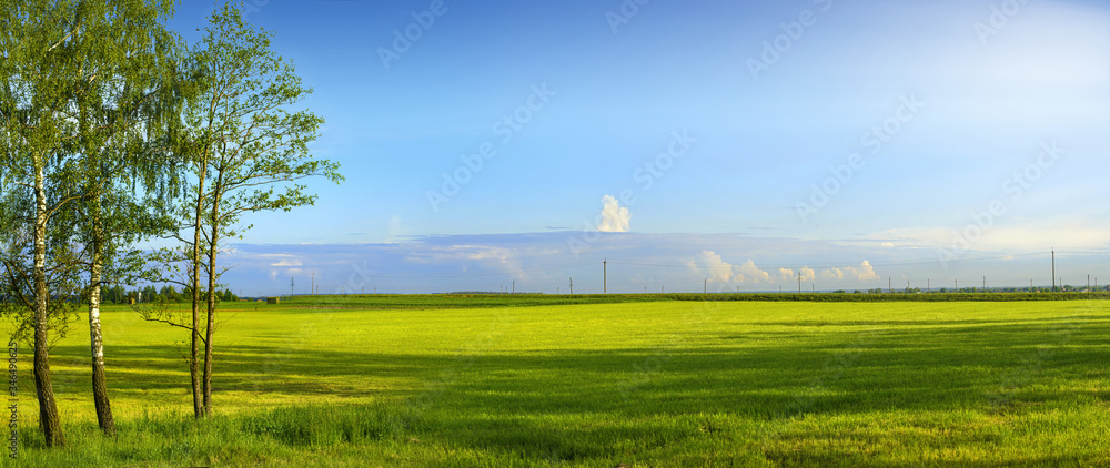 Beautiful panoramic landscape. Natural summer spring scenery with a green field, blue sky, birch tre