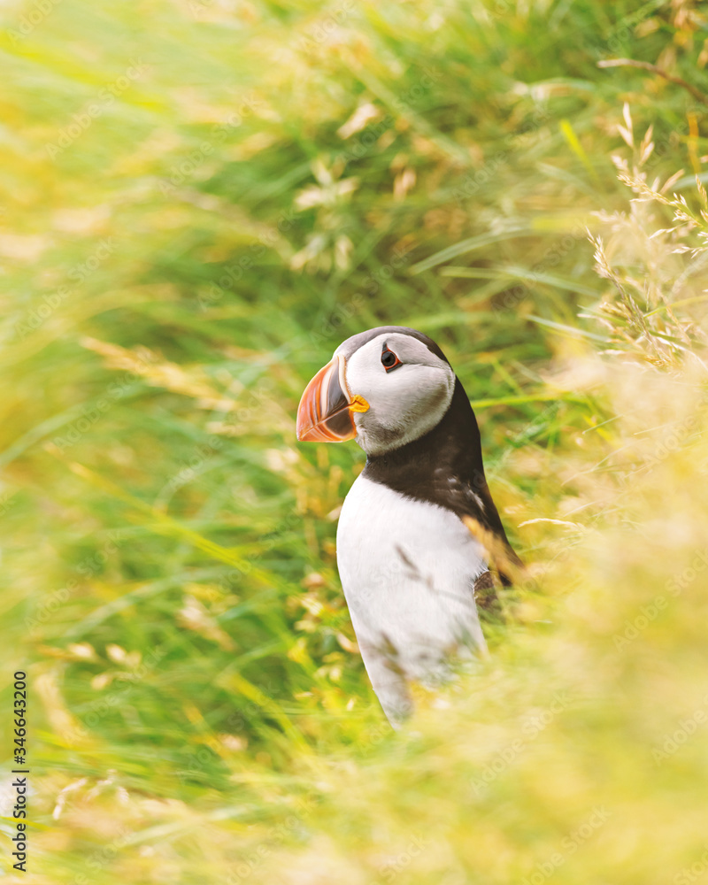 Famous faroese bird - puffin on the edge of grassy coast of Faroe island Mykines in Atlantic ocean. 