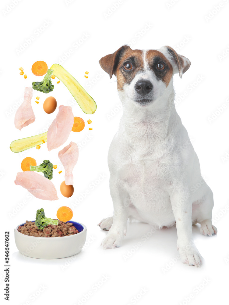 Cute Jack Russell Terrier near bowl with pet food on white background