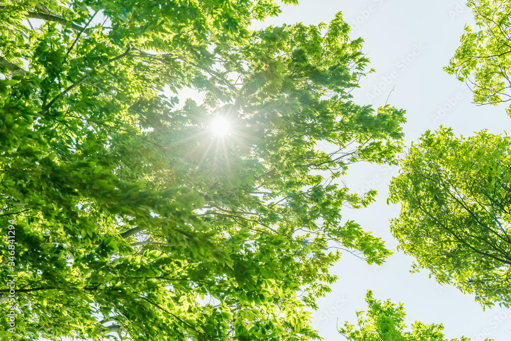 太陽の光が当たる新緑の木