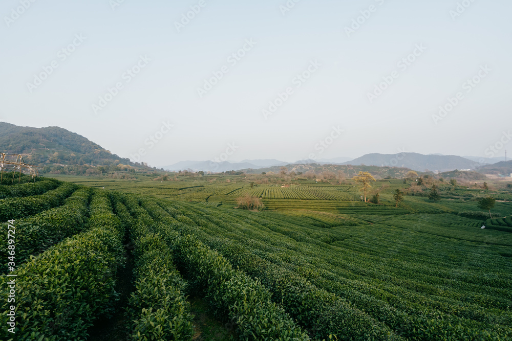 tea plantation