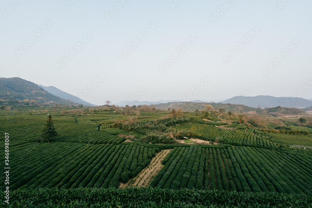 tea plantation