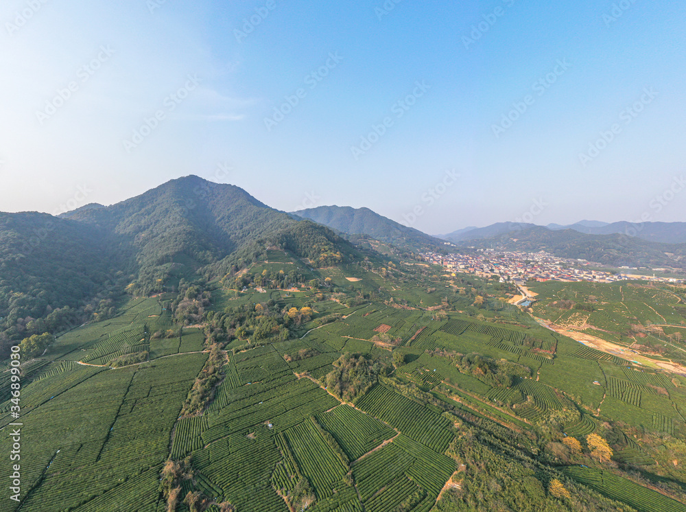 tea plantation