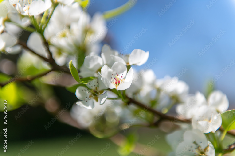 梨树开花