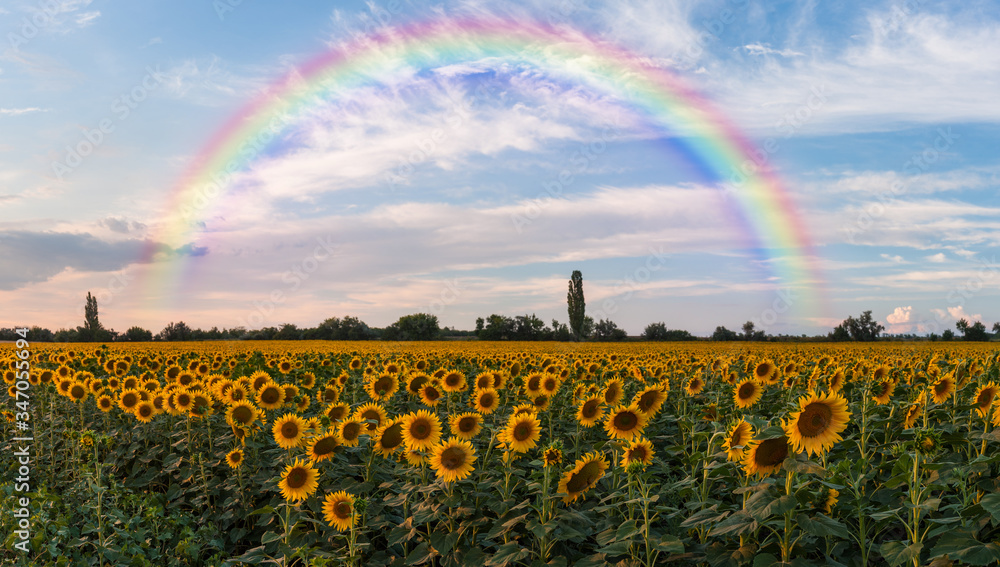 Landscape with sunflowers field and rainbow