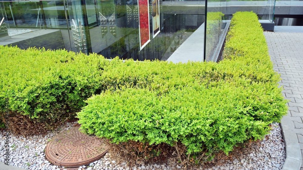 Eco building with vegetation adorning the walls and floor and external facades