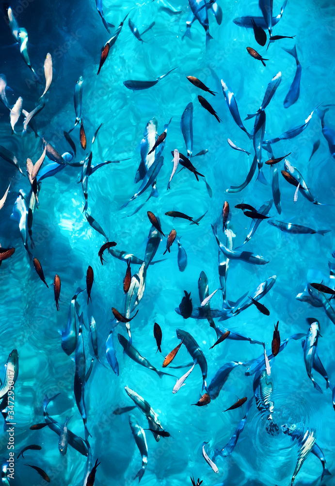 Fishes under water as a background. Blue transparent water with school of fish. Sea animals. Fish sc