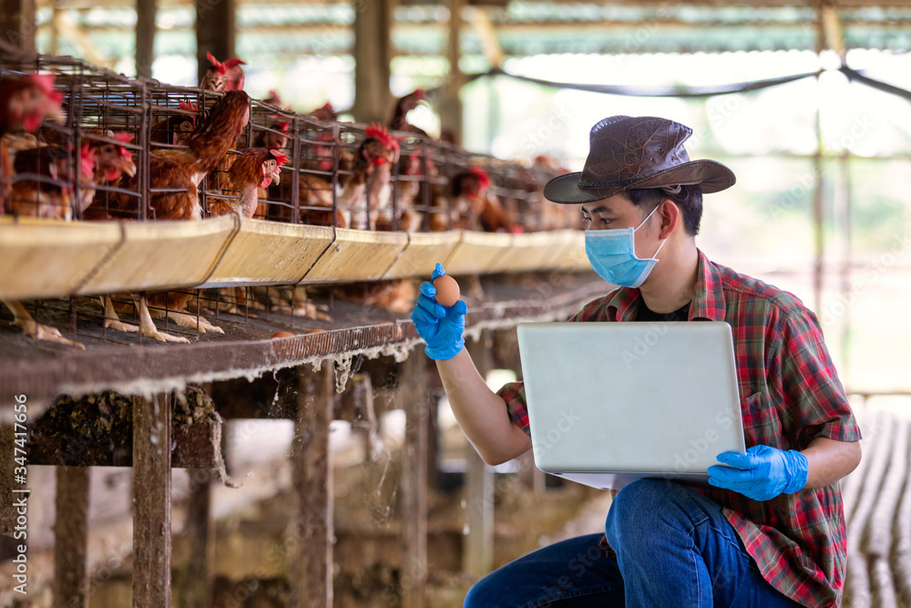 Asian farmers inspect and record the quality data of the chicken eggs using a laptop in eggs chicken