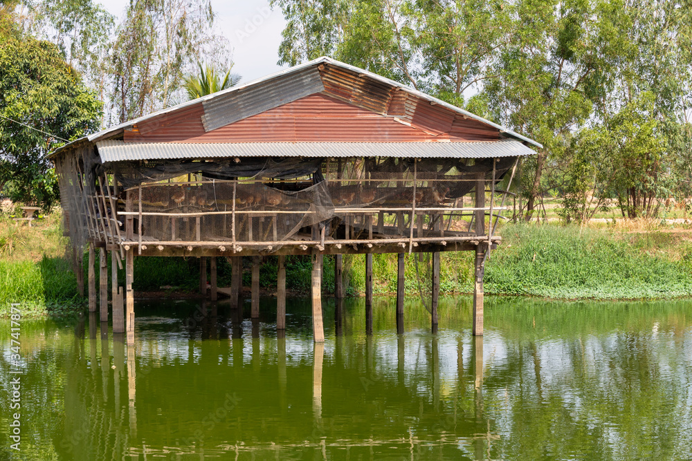 Eggs Chickens farm, hens in cages industrial farm. Raising laying hens in fish ponds.