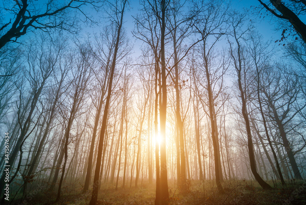 Panorama of morning forest in foggy weather