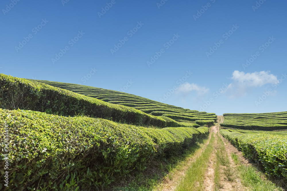 美丽的茶园和蓝天