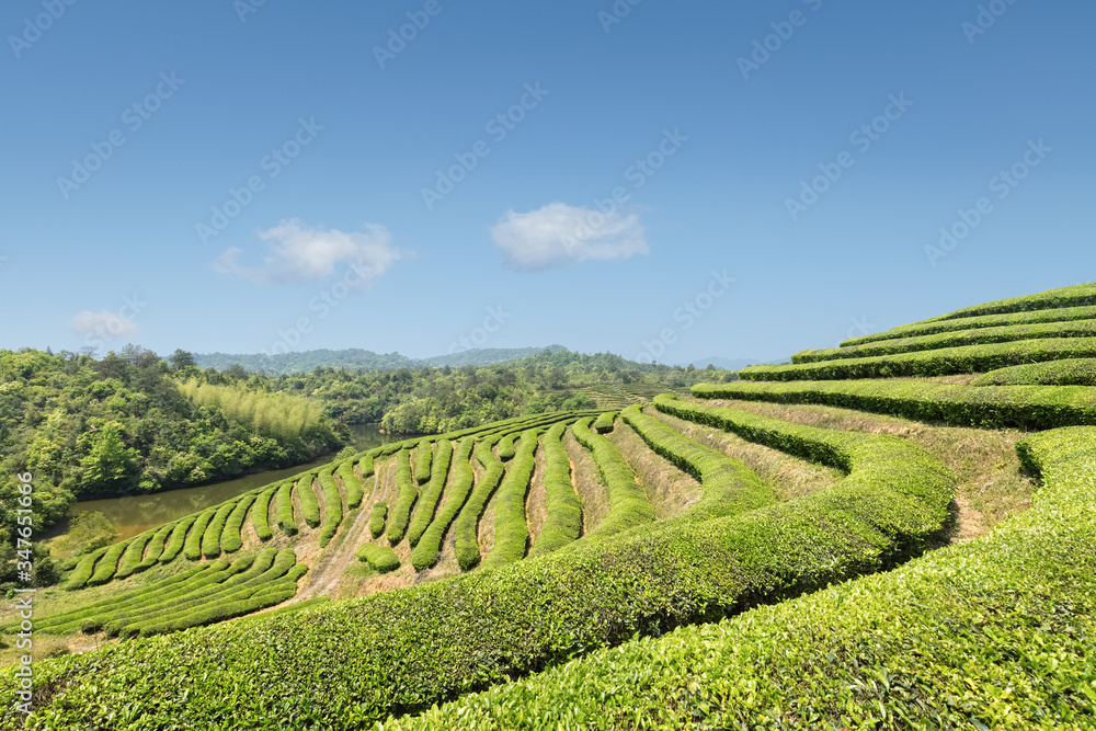 阳光明媚的春天，美丽的茶园