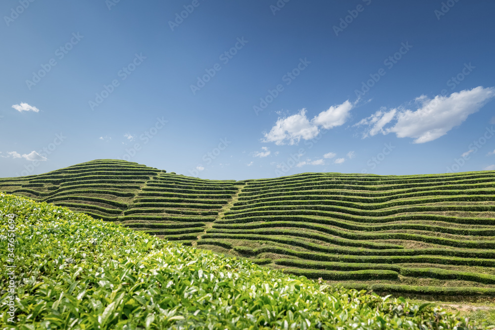 tea garden in sunny spring