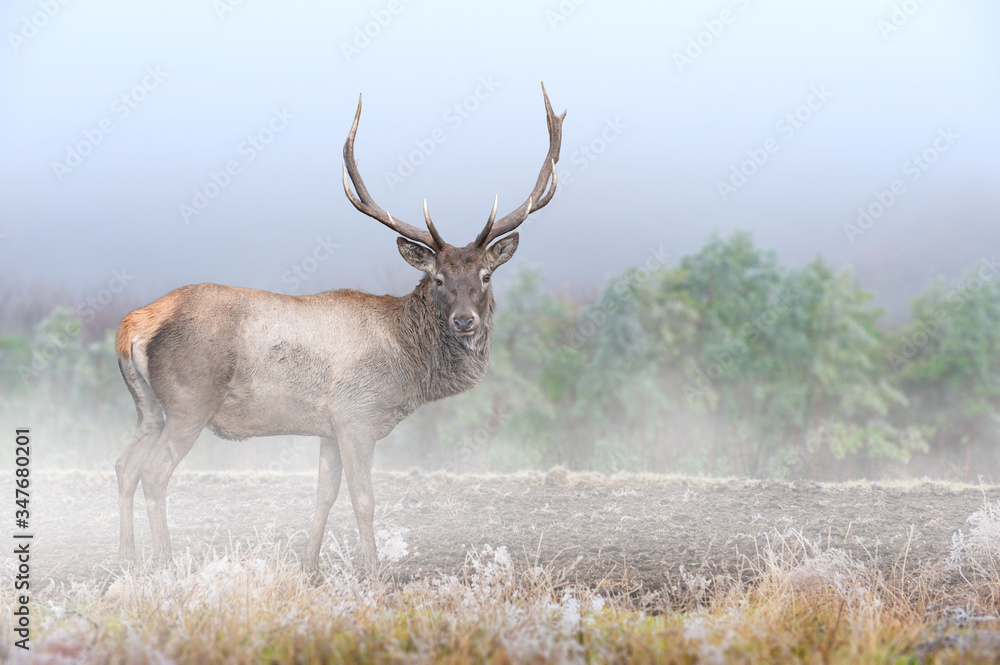 Powerful adult Deer in majestic forest with fog. Wildlife scene from nature, Europe