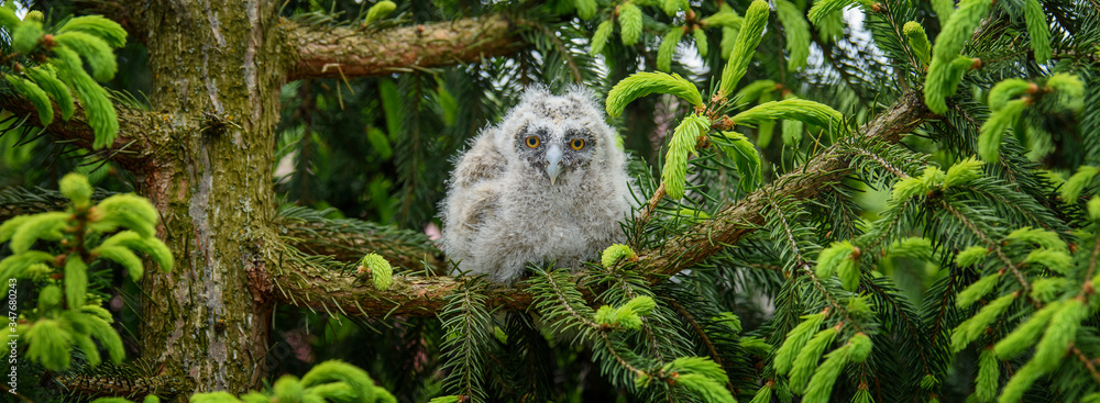 Baby Long-eared owl owl in the wood, sitting on tree trunk in the forest habitat