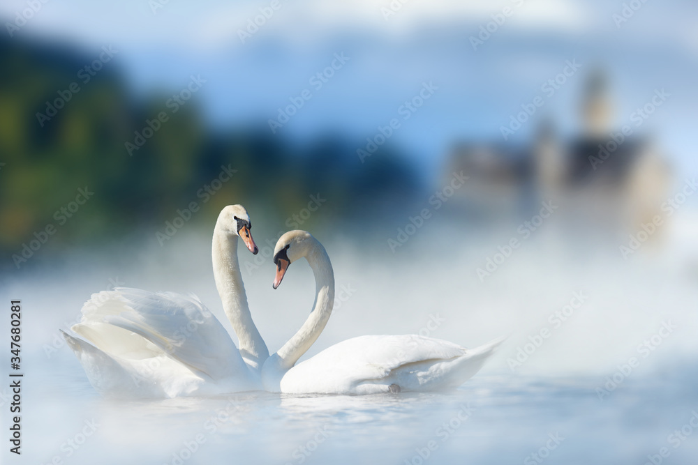 Couple of white swans in lake on castle and mountain background