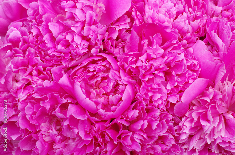 Beautiful pink peonies.