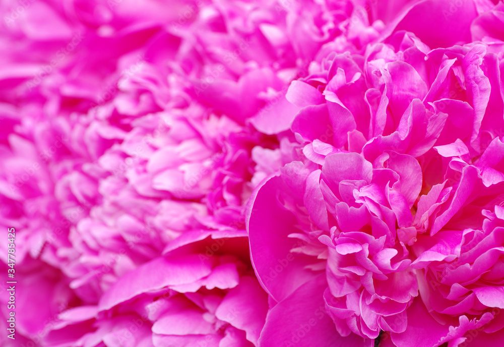 Beautiful pink peonies.