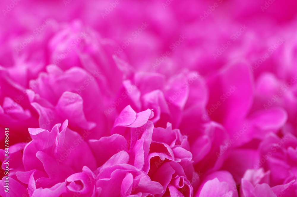 Beautiful pink peonies.