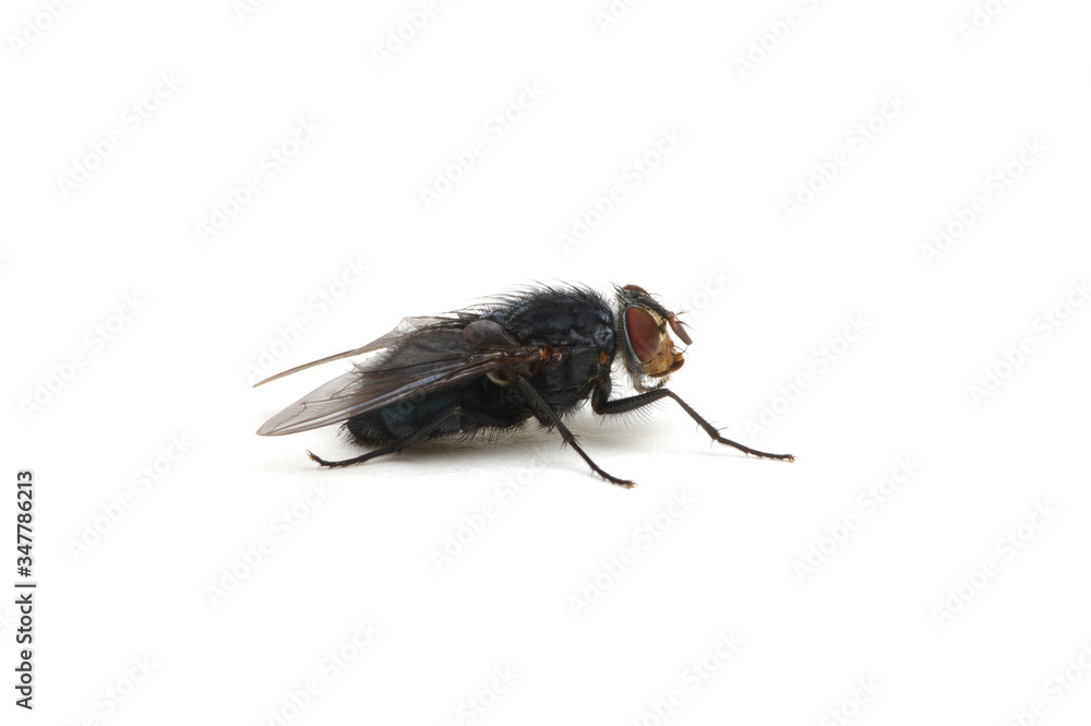 fly isolated on a white