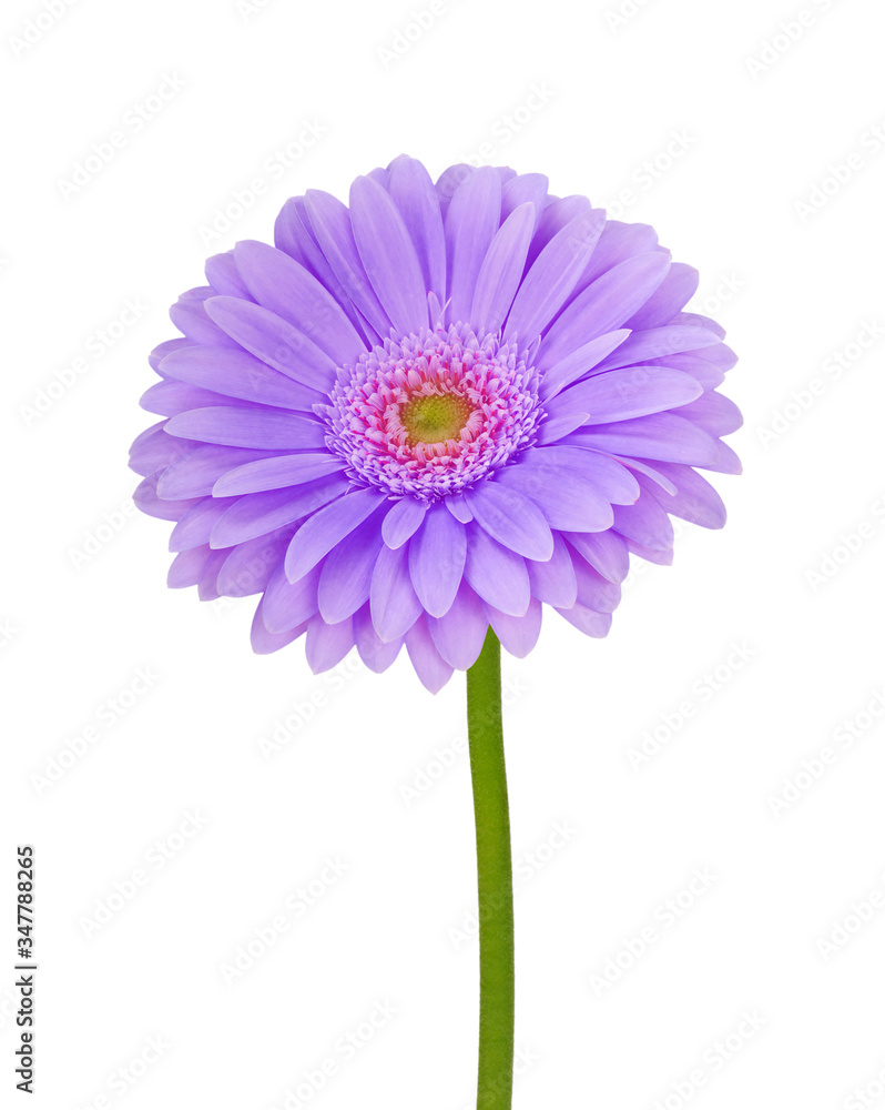 blue flower isolated on white