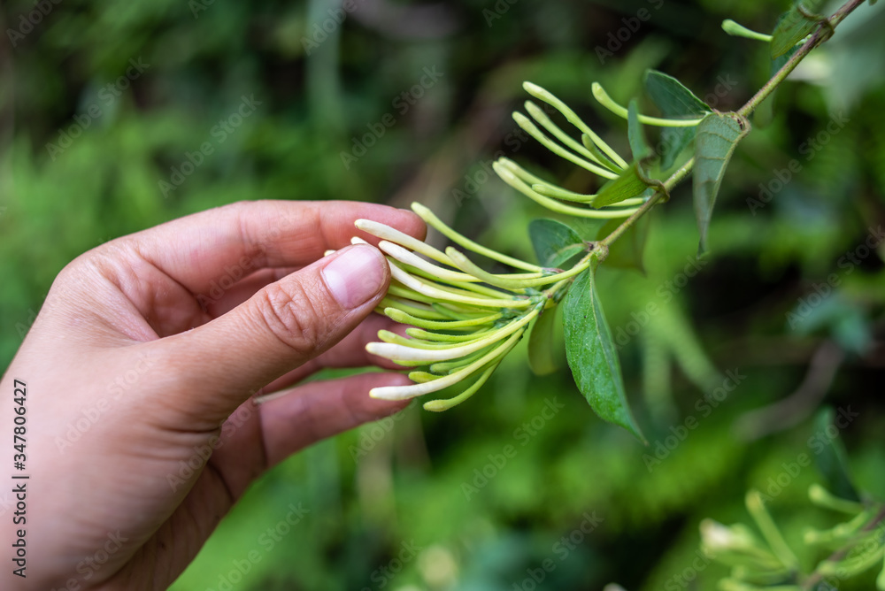 Picking wild honeysuckle in the forest