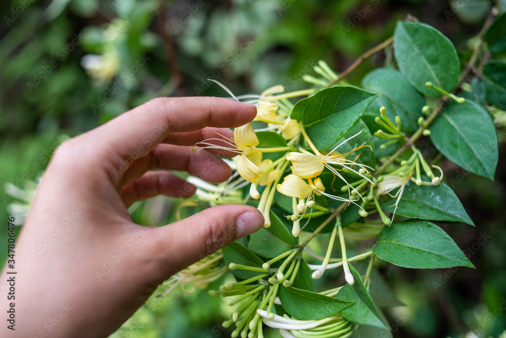 Picking wild honeysuckle in the forest