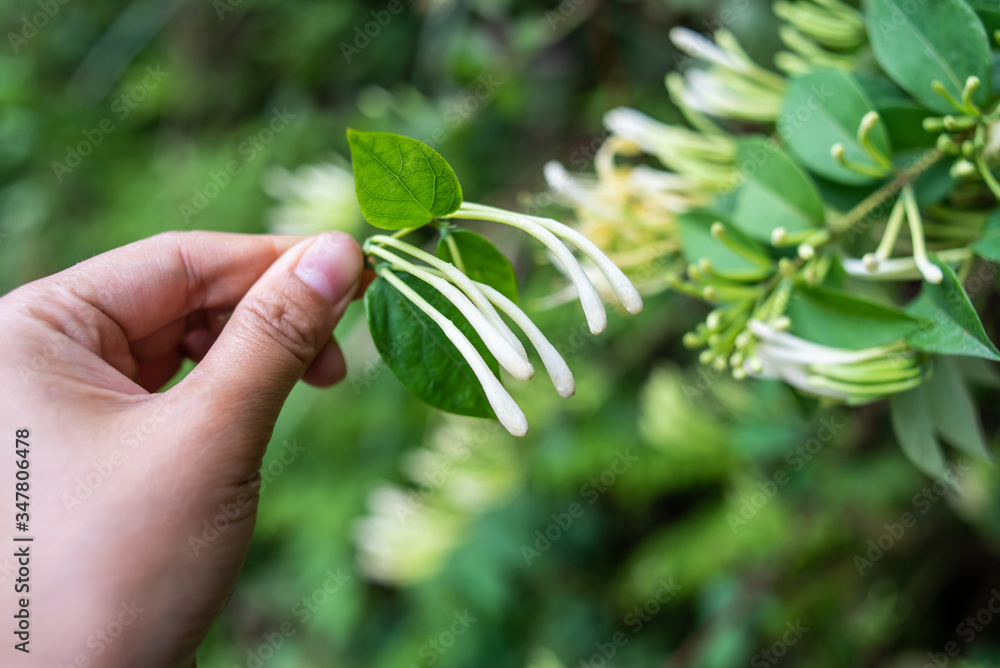 Picking wild honeysuckle in the forest