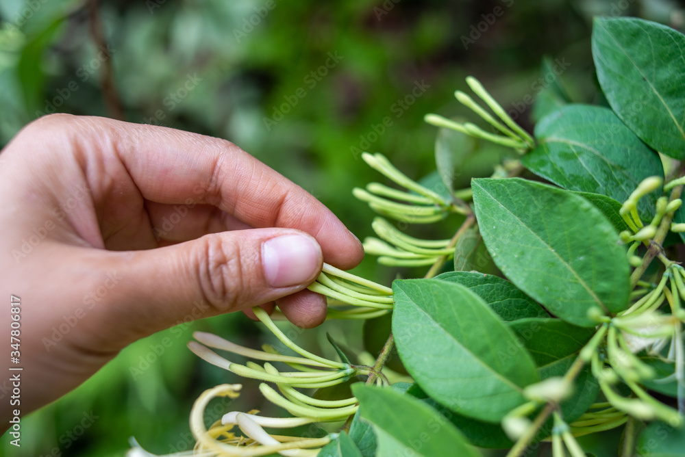 在森林里采摘野生金银花