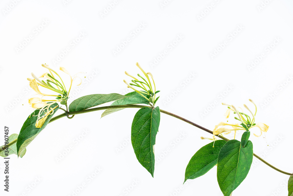 A wild honeysuckle vine on white background