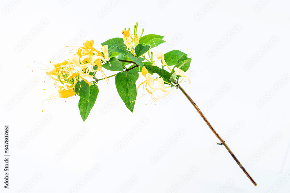 Wild honeysuckle blooming on white background