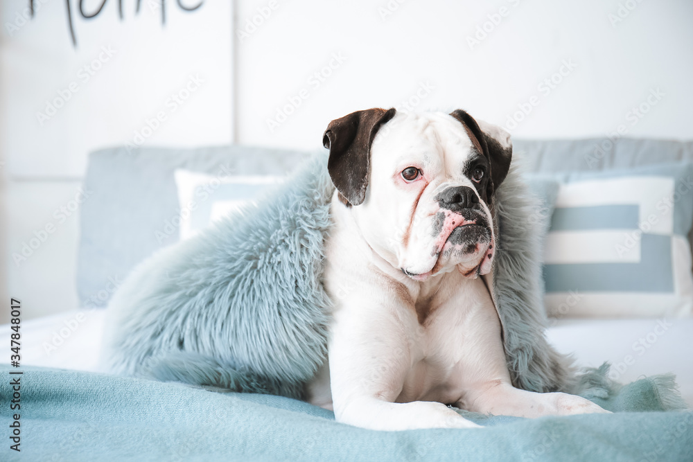 Cute dog lying on bed at home